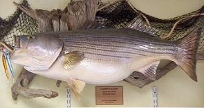 Lake Norfork Lake Live Bait and Tackle at Hand Cove Resort